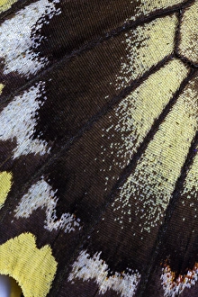 Images Dated 16th December 2014: Close-up detail Wing Pattern of Tropical Butterfly