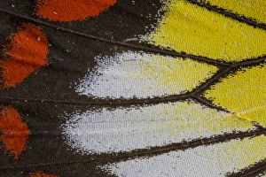 Images Dated 23rd December 2014: Close-up detail Wing Pattern of Tropical Butterfly
