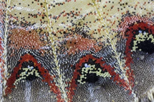 Images Dated 7th January 2015: Close-up detail Wing Pattern of Tropical Butterfly