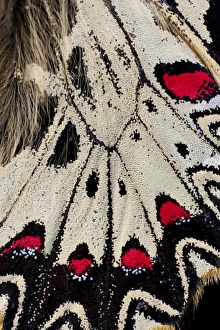 Images Dated 10th February 2009: Close-up detail Wing Pattern of Tropical Butterfly