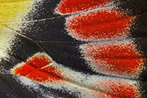 Close-up detail Wing Pattern of Tropical Butterfly