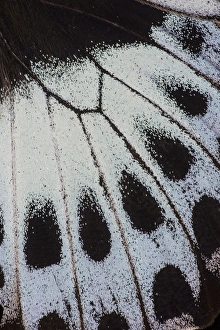Images Dated 13th February 2014: Close-up detail Wing Pattern of Tropical Butterfly