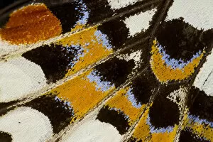 Images Dated 24th January 2007: Close-up detail Wing Pattern of Tropical Butterfly