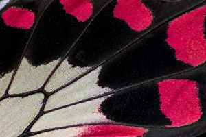 Images Dated 13th February 2014: Close-up detail Wing Pattern of Tropical Butterfly