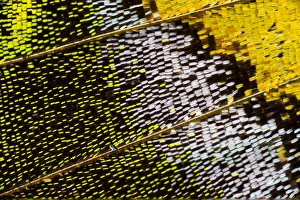 Images Dated 15th November 2008: Close-up detail Wing Pattern of Tropical Butterfly