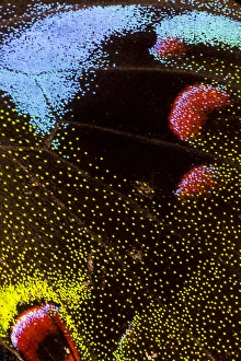 Images Dated 13th February 2014: Close-up detail Wing Pattern of Tropical Butterfly