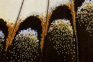 Images Dated 7th November 2014: Close-up detail Wing Pattern of Tropical Butterfly