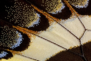 Images Dated 7th November 2014: Close-up detail Wing Pattern of Tropical Butterfly
