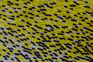 Images Dated 7th November 2014: Close-up detail Wing Pattern of Tropical Butterfly