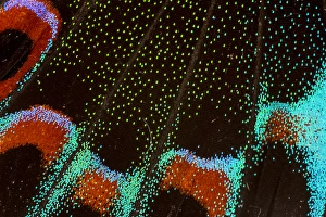 Images Dated 7th November 2014: Close-up detail Wing Pattern of Tropical Butterfly