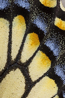 Images Dated 7th November 2014: Close-up detail Wing Pattern of Tropical Butterfly