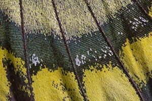Images Dated 18th November 2014: Close-up detail Wing Pattern of Tropical Butterfly