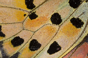 Images Dated 7th November 2014: Close-up detail Wing Pattern of Tropical Butterfly