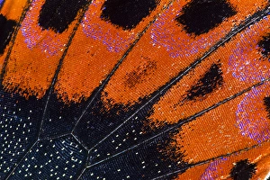 Close-up detail Wing Pattern of Tropical Butterfly