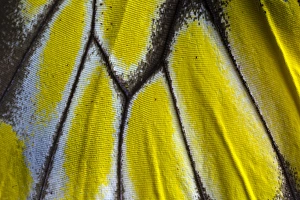 Images Dated 18th November 2014: Close-up detail Wing Pattern of Tropical Butterfly
