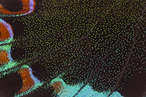Images Dated 31st October 2014: Close-up detail Wing Pattern of Tropical Butterfly
