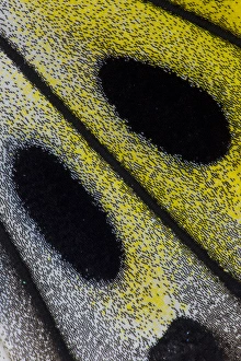 Images Dated 31st October 2014: Close-up detail Wing Pattern of Tropical Butterfly