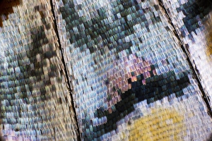 Images Dated 31st December 2007: Close-up detail Wing Pattern of Tropical Butterfly