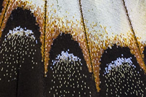 Images Dated 22nd November 2014: Close-up detail Wing Pattern of Tropical Butterfly