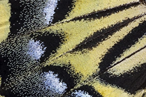Images Dated 22nd November 2014: Close-up detail Wing Pattern of Tropical Butterfly