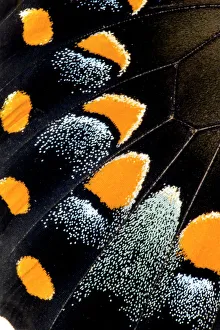 Natural Pattern Prints: Close-up detail Wing Pattern of Tropical Butterfly