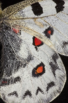 Images Dated 14th March 2014: Close-up detail Wing Pattern of Tropical Butterfly