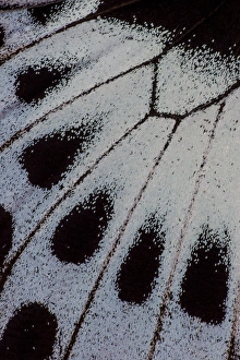 Images Dated 10th February 2014: Close-up detail Wing Pattern of Tropical Butterfly