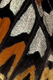 Images Dated 10th February 2014: Close-up detail Wing Pattern of Tropical Butterfly