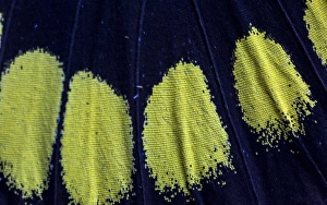 Images Dated 24th December 2014: Close-up detail Wing Pattern of Tropical Butterfly