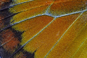 Images Dated 24th December 2014: Close-up detail Wing Pattern of Tropical Butterfly