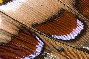Images Dated 13th March 2008: Close-up detail Wing Pattern of Tropical Butterfly