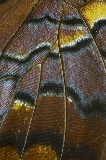 Images Dated 6th January 2015: Close-up detail Wing Pattern of Tropical Butterfly