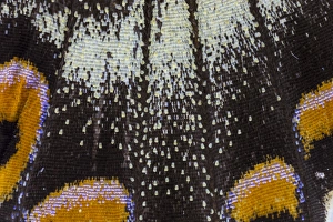 Images Dated 6th January 2015: Close-up detail Wing Pattern of Tropical Butterfly