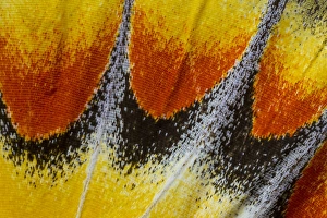 Images Dated 6th January 2015: Close-up detail Wing Pattern of Tropical Butterfly