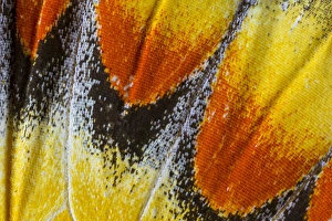 Images Dated 6th January 2015: Close-up detail Wing Pattern of Tropical Butterfly