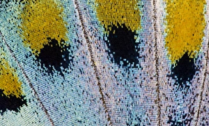 Close-up detail Wing Pattern of Tropical Butterfly