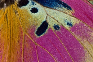 Images Dated 8th December 2008: Close-up detail Wing Pattern of Tropical Butterfly