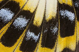 Close-up detail Wing Pattern of Tropical Butterfly