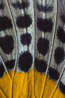 Images Dated 6th January 2015: Close-up detail Wing Pattern of Tropical Butterfly