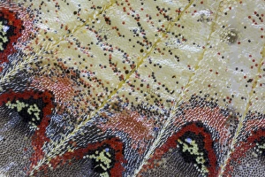 Images Dated 7th January 2015: Close-up detail Wing Pattern of Tropical Butterfly