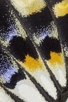 Close-up detail Wing Pattern of Tropical Butterfly