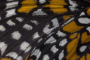 Images Dated 7th January 2015: Close-up detail Wing Pattern of Tropical Butterfly