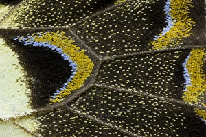 Close-up detail Wing Pattern of Tropical Butterfly