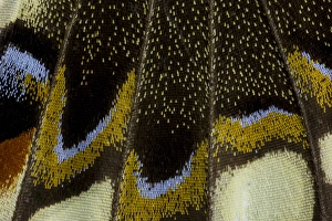 Images Dated 7th January 2015: Close-up detail Wing Pattern of Tropical Butterfly