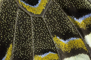 Images Dated 7th January 2015: Close-up detail Wing Pattern of Tropical Butterfly