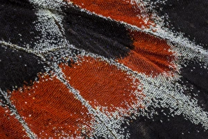 Images Dated 7th January 2015: Close-up detail Wing Pattern of Tropical Butterfly