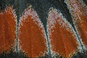 Images Dated 7th January 2015: Close-up detail Wing Pattern of Tropical Butterfly