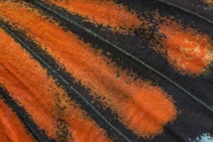 Close-up detail Wing Pattern of Tropical Butterfly
