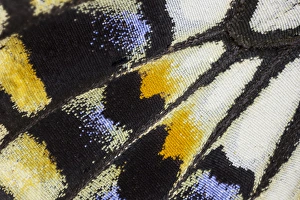 Images Dated 6th January 2015: Close-up detail Wing Pattern of Tropical Butterfly