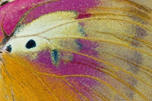 Images Dated 8th December 2008: Close-up detail Wing Pattern of Tropical Butterfly